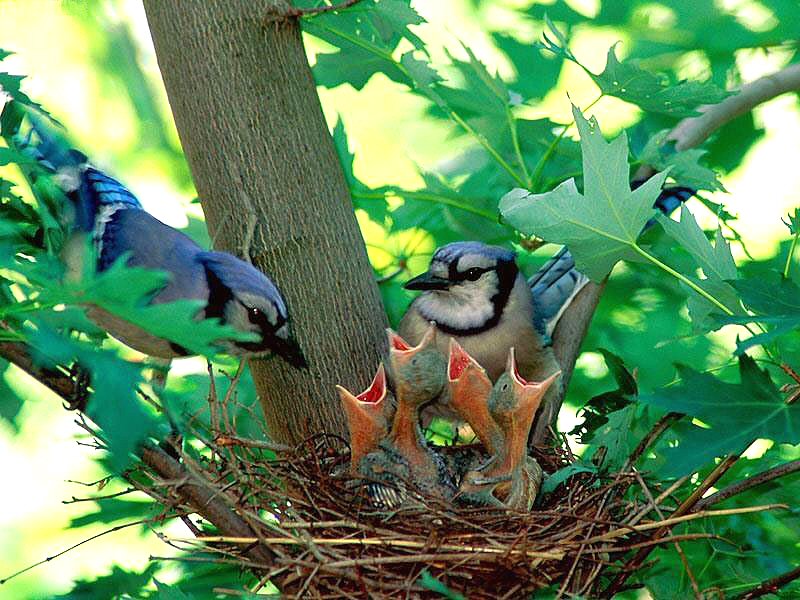 blue jay nest