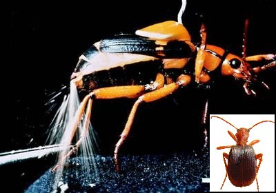 bombardier beetle