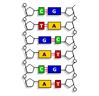 DNA molecule