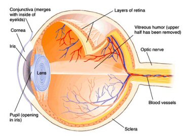 human eye picture