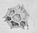 Black Salsify Pollen