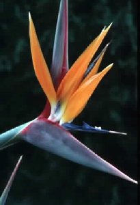 Bird of Paradise