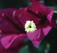 Bougainvillea Blossom