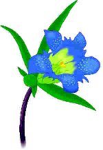 Gentian