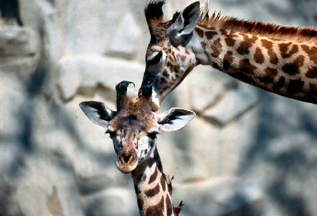 giraffe