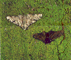 peppered moth