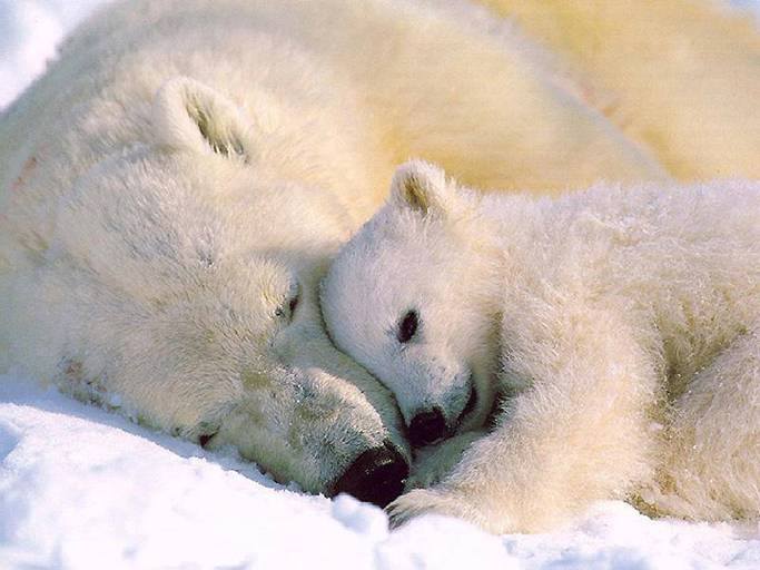 polar bear love