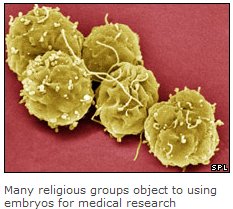 stem cells from teeth