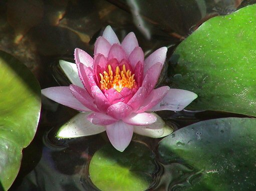 water lily